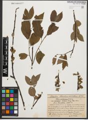 Foto von Salix silesiaca Willd.